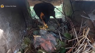 Common myna Birds Feed the baby in the nest well  16  Review Bird Nest [upl. by Tehc]