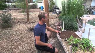 Amazing Garden  Planting SWEET PEPPERS in Phoenix Arizona [upl. by Pollyanna]