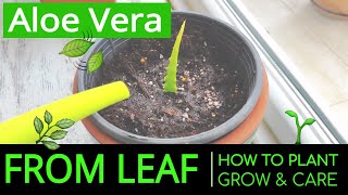 How to Plant amp Grow Aloe Vera at Home from Leaf Planting amp Caring Aloe Vera in a Pot [upl. by Riada427]