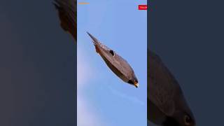 Falcon bird Death  बाज़ पक्षी मौत  shorts [upl. by Reviel]