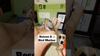 Rescue A Bird Mother 🥹  minivlog [upl. by Hilar973]