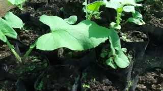 Saussurea costus Farming India [upl. by Notirb]