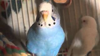 Female BudgieParakeet Chirping Cotton [upl. by Eetsirk488]