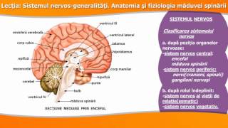 SISTEMUL NERVOSGENERALITĂȚI ANATOMIA ȘI FIZIOLOGIA MĂDUVEI SPINĂRII [upl. by Rebmit]