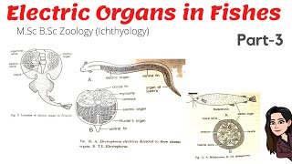 Part3 Electric Organs in Torpedo Electrophorus Electricus Eel amp Malapterus American cat fish [upl. by Zanlog680]