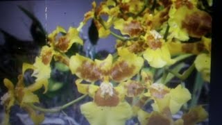 Oncidium sphacelatum  species of orchid w massive buds amp blooms [upl. by Ynttirb]