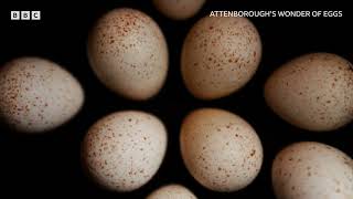 Attenboroughs Wonder of Eggs  BBC Select [upl. by Alleyne832]