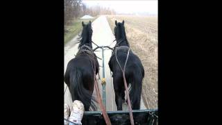 black lipizzaner stallions Conversano Clea amd Jampi [upl. by Obmar]