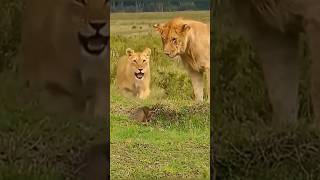 Tigers fighting animals animation lion tiger tigerwoods [upl. by Teraj]