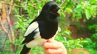 Pet magpie Talking Outside [upl. by Gross]