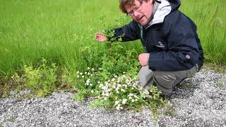 How to identify multiflora rose Rosa multiflora [upl. by Daberath]