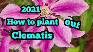 2021 How to plant out Clematis [upl. by Eirrahs519]