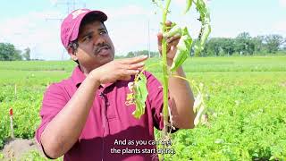 Find it in the Field Verticillium Wilt with Ashish Ranjan [upl. by Aerona]