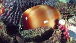 Molluscs  Reef Life of the Andaman  Part 14 [upl. by Aihcila]