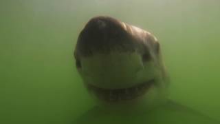 White shark closeup with a GoPro Monterey Bay [upl. by Azal95]