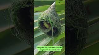 This is How they create a nest that is wind and stormproof nature weavers nest relaxing [upl. by Porche872]