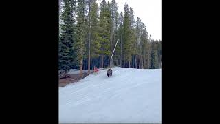 Grizzly bear at Lake Louise ski resort [upl. by Hazlett]