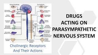 Receptors and Drugs of Parasympathetic Nervous System in HindiUrdu [upl. by Reni]