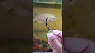 🦈 vs 🐉 Oscar vs worm bloodwormfeedingfightshortvideomonsterfishtankcarehowtocarealbino [upl. by Timrek]