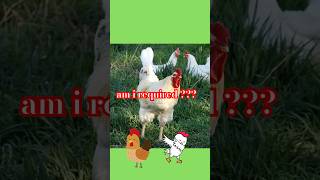 Do Chickens Lay Eggs without Rooster   Can hens lay eggs without rooster  shorts [upl. by Araeit190]