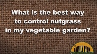 QampA  How To Control Nutsedge in the Garden [upl. by Bromley224]