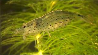 Amano shrimp and babies Caridina japonica amp larvae [upl. by Eicnahc]