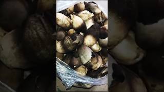 Desi mushroom ka recipe food cooking shorts ytshorts trending moshroom food [upl. by Flavius]