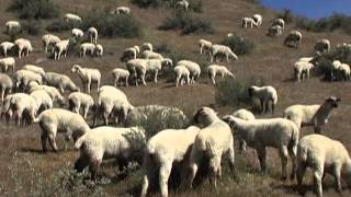 A Year in the Life of Raising Sheep in Idaho [upl. by Arol363]