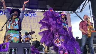 New Orleans Suspects Tribal Gold Bayou Boogaloo 2019 [upl. by Naraj]