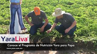 YaraTips  Importancia del nitrato de calcio en el cultivo de Papa [upl. by Grosvenor]