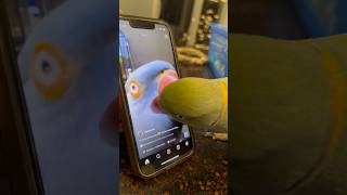 Beaker found a friend talkingparrot talkingbird cuteanimals parrot irn thebluerio [upl. by Larrie]