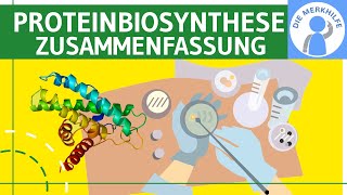 Proteinbiosynthese  Translation amp Transkription  Abiturzusammenfassung Proteinbiosynthesen Genetik [upl. by Pytlik]