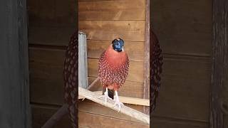 Bażant tragopan tyminek samiec i samica birds birdsaviary pheasant tragopan temminckii pets [upl. by Alekat611]