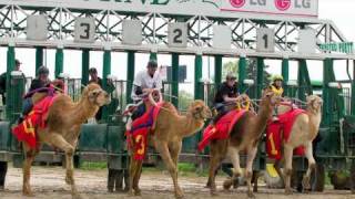 Camel amp Ostrich Races 2010mov [upl. by Annahtur]