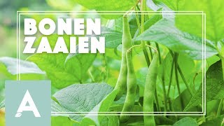 Bonen zaaien  Grow Cook Eat 31 [upl. by Jemmie]