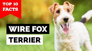 Wire Fox Terrier  Top 10 Facts [upl. by Anilocin]