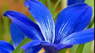 🔴 GardenersWorld 2022  Gardeners World episode 45 2022 [upl. by Chessy]