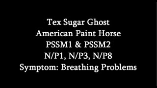 Symptoms Of MIM PSSM2 Breathing Problems Tex [upl. by Swanhildas]