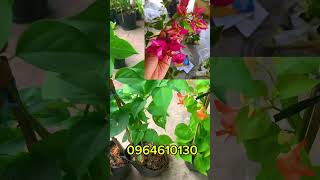 Hoa giấy giống mới combo giá 12loại 500k 0964610130zaloyoutubeshorts xuhuong newvideo [upl. by Arima]