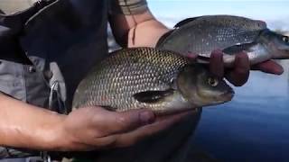 Coarse fishing in Fermanagh [upl. by Ardnasal417]