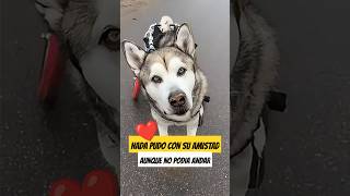 🥺😍 Así es LA VIDA de un INVÁLIDO perro Husky [upl. by Abram]