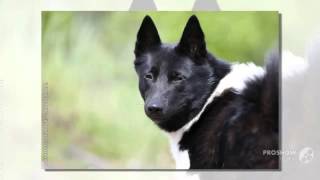 Karelian Bear Laika Dog breed [upl. by Iras717]