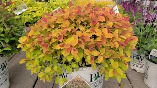 Double Play® Big Bang amp Artisan® Spirea Spiraea  Superb Easy to Grow Colorful Dwarf Shrubs [upl. by Nitsu]