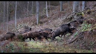 Wild boar hunting Montéria 2014 [upl. by Rubie]