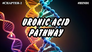 Chapter 2  Metabolism Of Carbohydrates Part10  Uronic Acid Pathway [upl. by Aziza]