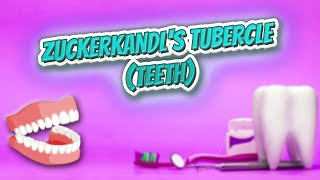 Zuckerkandls tubercle teeth  Everything Dentistry 🔊✅ [upl. by Yevoc222]