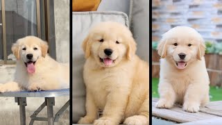 Cutest Dog  Q3 2024 Compilation  Cute amp Funny Golden Retrievers [upl. by Crowns]