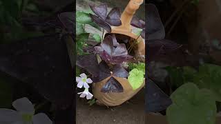 Oxalis triangularis plantreuse old oil can as gardening potplantwithash save money diy potunique [upl. by Anuahsar]