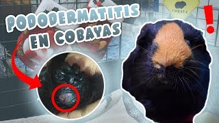 🐾 PODODERMATITIS ULCERATIVA EN COBAYAS 🐹 Qué es causas síntomas prevención [upl. by Bambie]