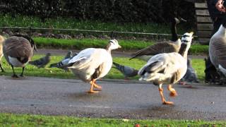 Canada Goose Bites Bar Headed Goose [upl. by Kironde882]